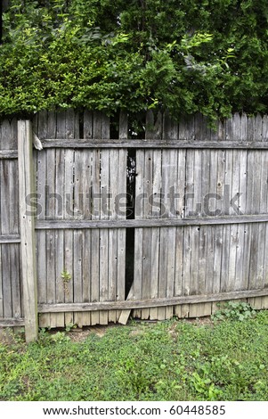 A privacy fence with a broken slat and surrounding greenery.