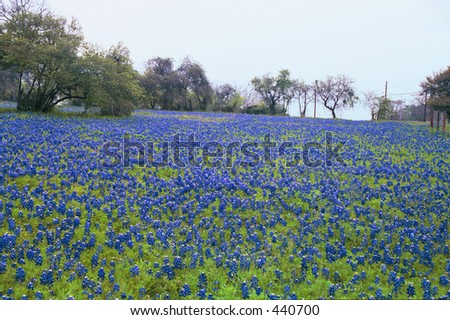 Field of Blue Bonnets