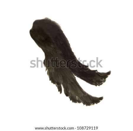 black angel wings isolated on white photograph black angel wings isolated on white photograph