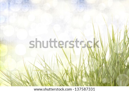 Grass with a sunny abstract background