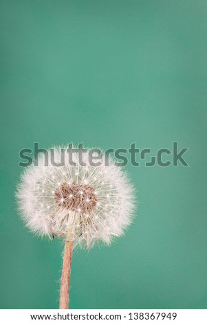 dandelion fluff or seeds on a teal background