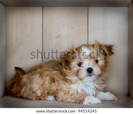 A cute small and fluffy brown and white dog laying down in a box with light colored wood paneling.