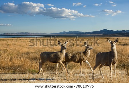 Mule deer in a scenic landscape, three female deer mountains and lake in background.