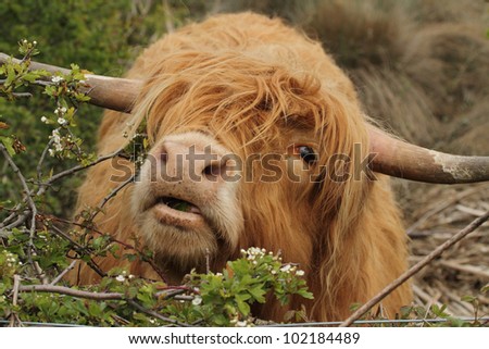 bull in field