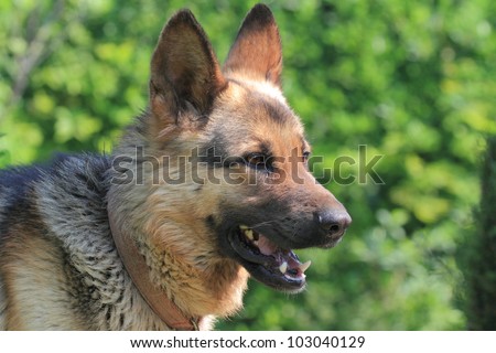 alsatian dog, german shepherd head and shoulders