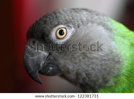 Senegal Parrot  Poicephalus senegalus close up head left facing
