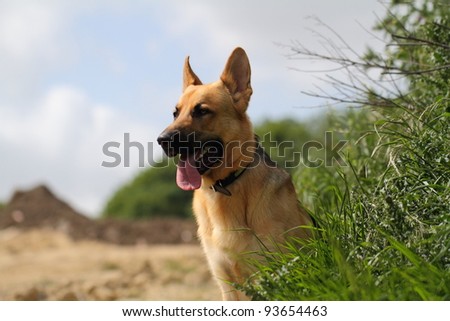 alsatian dog sitting against trees and blue sky