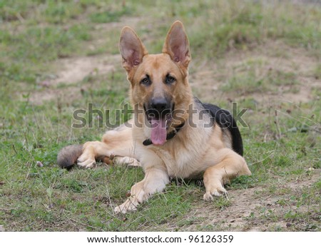 alsatian dog laying on grass