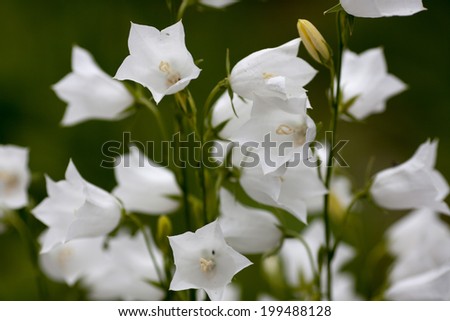 white flowers hand bells