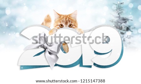 ginger cat showing happy new year 2019 text with silver ribbon bow on blurred blue christmas lights, signboard or gift card for pet shop or vet clinic