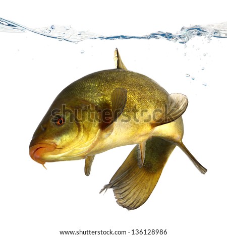 colored fish swimming free carp tench colored fish swimming free carp tench