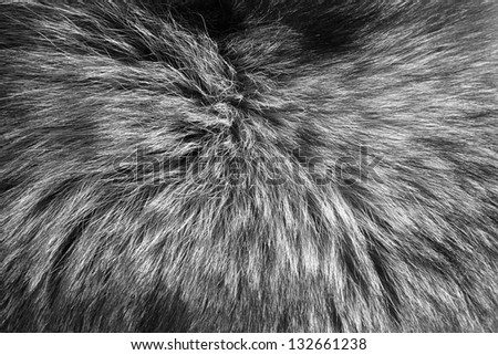 Fur-Cap Texture, Pattern, Background
