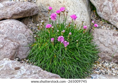 Alpine mountain home garden with rocks and flowers in summer