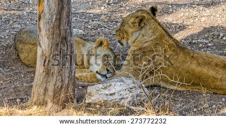 Two lionesses hide in the shade from the heat