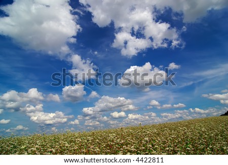 Buckwheat blossom field with blue sky and clouds landscape orientation