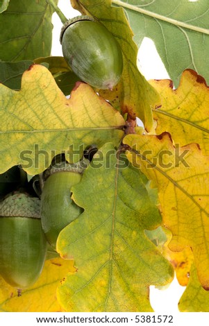 Oak green acorns and green and yellow leaves on white background