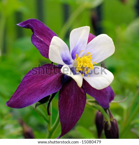 Close-up view to Columbine flower. Selective focus, shallow depth of field. White balance was set with CBL tool.