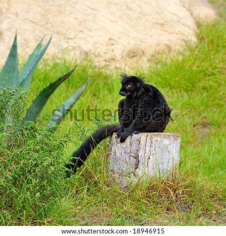 Black lemur in Friguia zoo, Tunisia, Africa