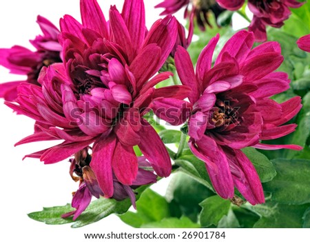 Close-up view to blooming chrysanthemum on white background