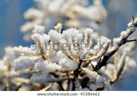 Beautiful brightly lit frost pattern on plant