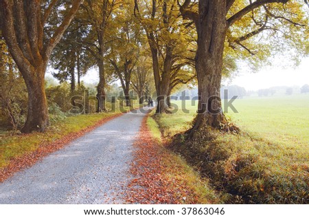 A photography of a nice autumn nature scenery