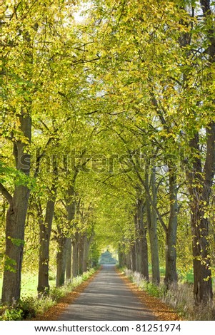 An image of a nice autumn forest background