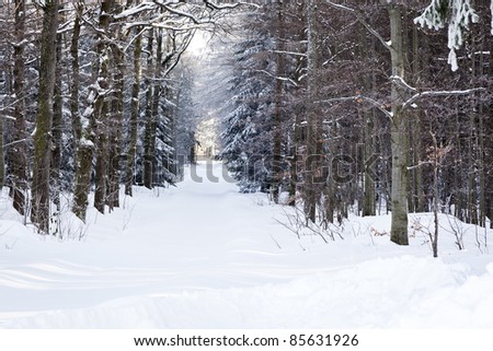 An image of a nice winter scenery in the black forest area