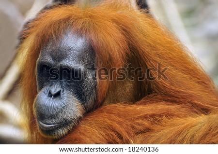 sad orangutan