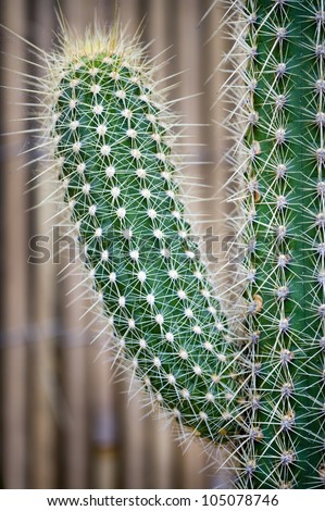 cactus spiky succulent green plants with spines
