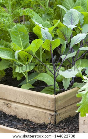 brassica plants growing in a raised bed