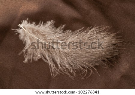 Single feather on brown background