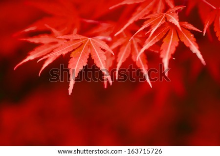 Close-up Japanese Maple (Fullmoon Maple) fresh red leaves background
