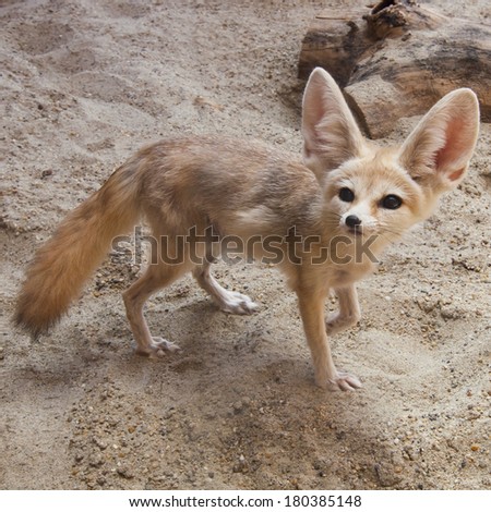 Cape fox (Vulpes chama) also called the cama fox or the silver-backed fox on the desert