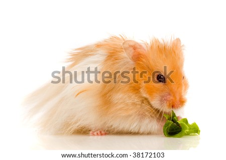 of cute syrian hamsters