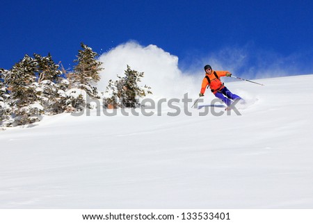 Man skiing powder snow past a stand of fir, Utah, USA.