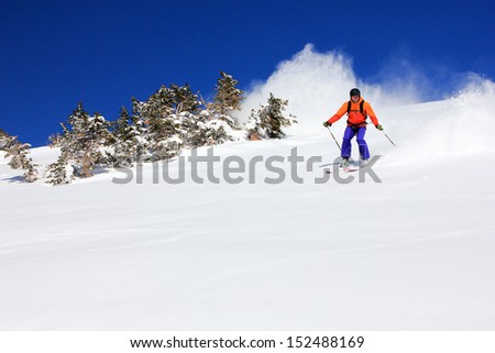 Expert skier races by a stand of fir in the Utah mountains, USA.