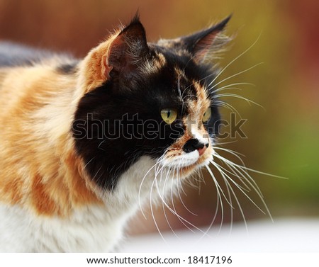 lady-cat