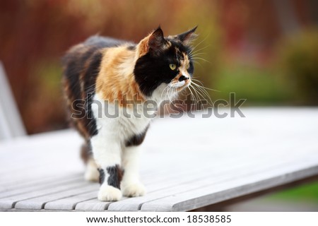 lady-cat