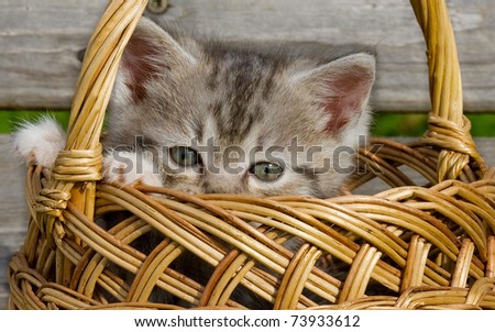 Kitten is in a small basket, animals, cat,  pets.