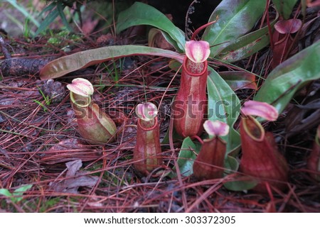 Pitcher plant or monkey cup at Bolaven Plateau ,Laos