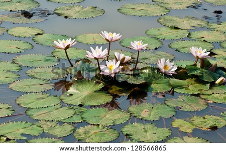 White lotus flower in a pond in natural light