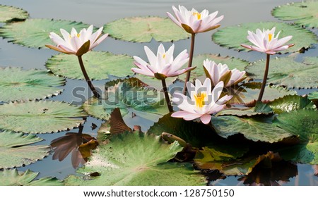 White lotus flower in a pond in natural light