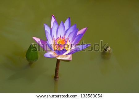Lotus flower in a pond in natural light
