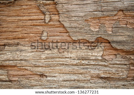 Texture of termite damaged wood