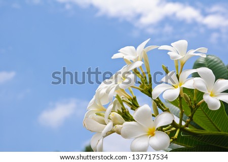 Frangipani flower and sky
