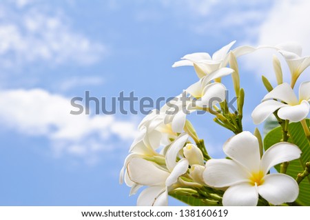 Frangipani flower and sky