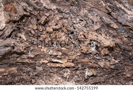 Closeup of texture of termite damaged wood