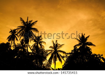 Silhouettes of coconut trees in the garden.