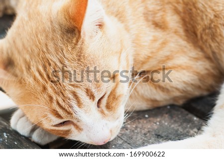 Sleeping Cat, Siam cat