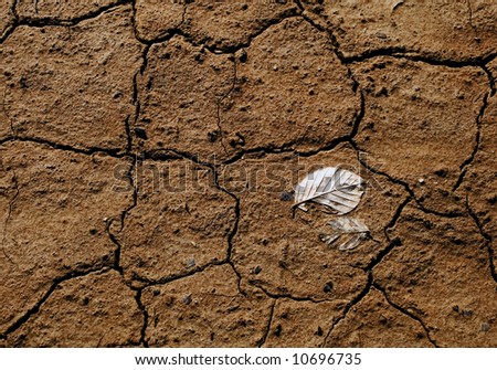Cracked Earth and leaf